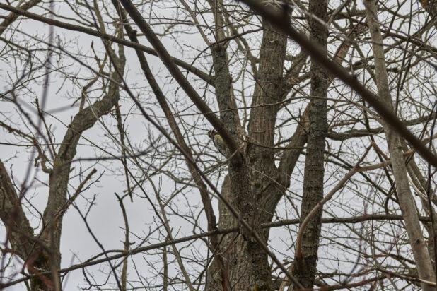 A Woodpecker Amongst a Cluster of Bare Trees Against a Wintery Grey Sky