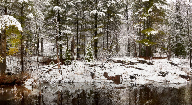 View of Snow-Covered Trees and Ground from a Lake During Winters in Cottage Country, Ontario, Canada