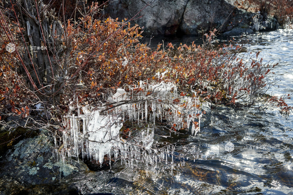 Close Up of Icicles Formed on a Bush on the Rocky Shore of a Lake in Cottage Country, Ontario, Canada During Winter