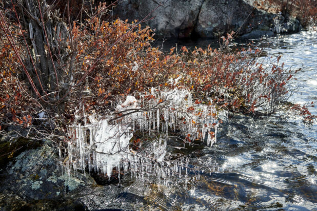 Close Up of Icicles Formed on a Bush on the Rocky Shore of a Lake in Cottage Country, Ontario, Canada During Winter