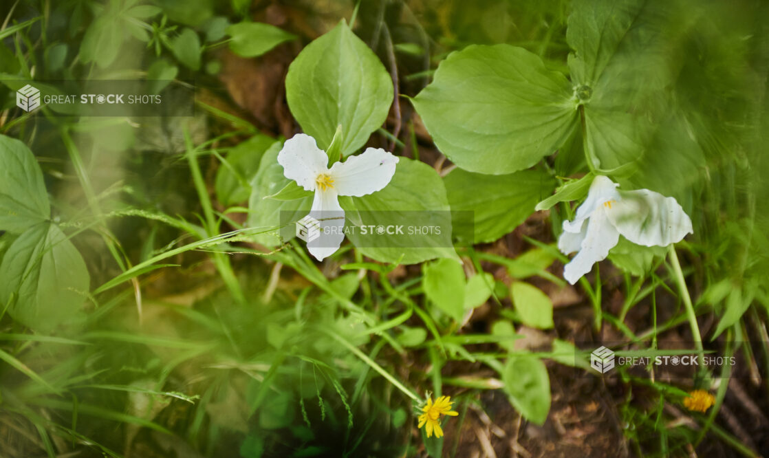 Close Up of a Great White Trillium on a Forest Floor in Cottage Country, Ontario, Canada