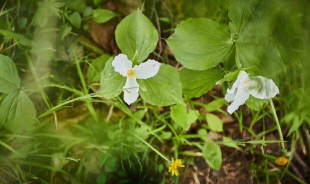 Close Up of a Great White Trillium on a Forest Floor in Cottage Country, Ontario, Canada