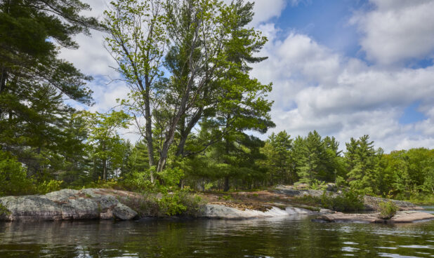 View From a Lake to the Edge of an Evergreen Forest in Cottage Country, Ontario, Canada