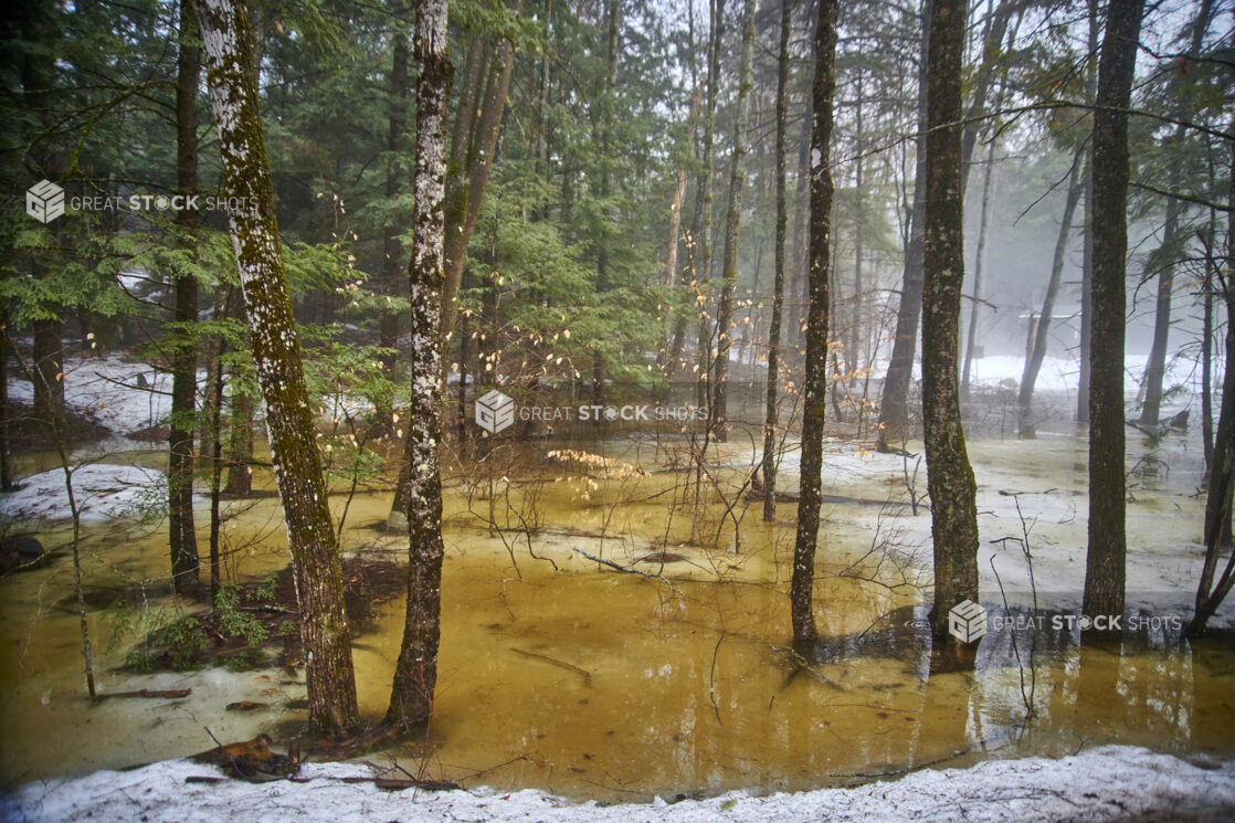 Wooded Area Flooded with Melting Snow During Winter in Cottage Country, Ontario, Canada