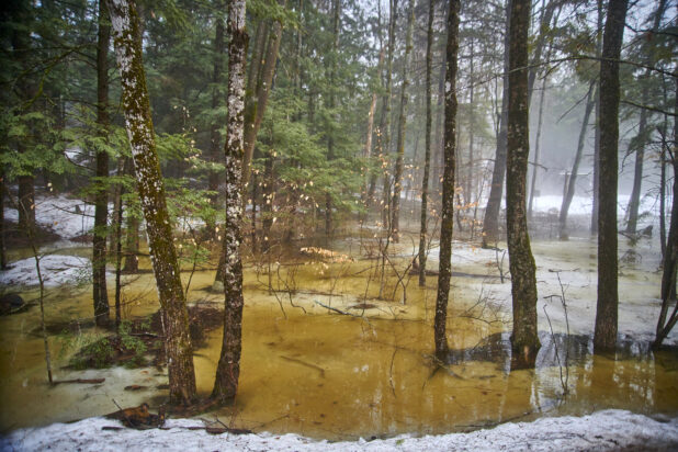 Wooded Area Flooded with Melting Snow During Winter in Cottage Country, Ontario, Canada
