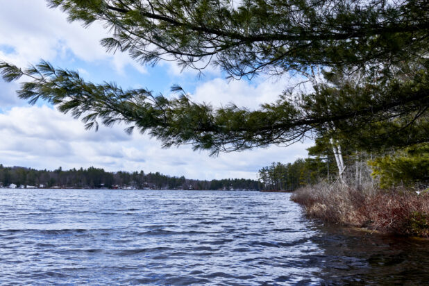 Evergreen Branches Hanging Over a Lake in Cottage Country in Ontario, Canada During Winter