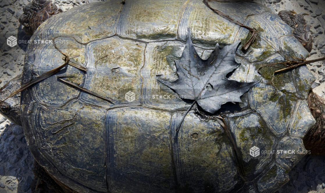 Close Up of a Dead Maple Leaf on the Shell of a Snapping Turtle in Cottage Country, Ontario, Canada