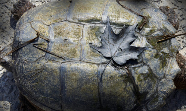 Close Up of a Dead Maple Leaf on the Shell of a Snapping Turtle in Cottage Country, Ontario, Canada