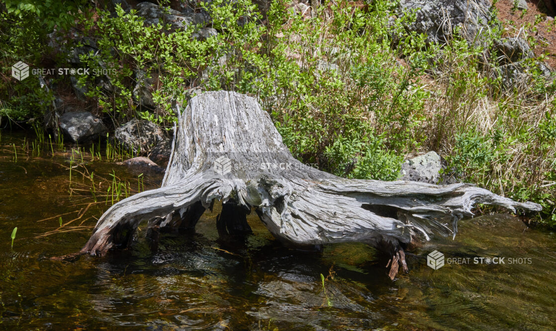 Large Weather-Beaten Dead Tree Stump in a Lake in Cottage Country, Ontario, Canada