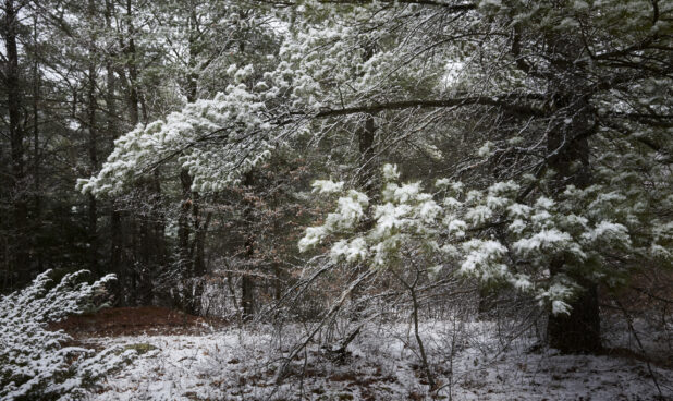Snow-Covered Branches of Evergreens in a Forest in Cottage Country, Ontario, Canada