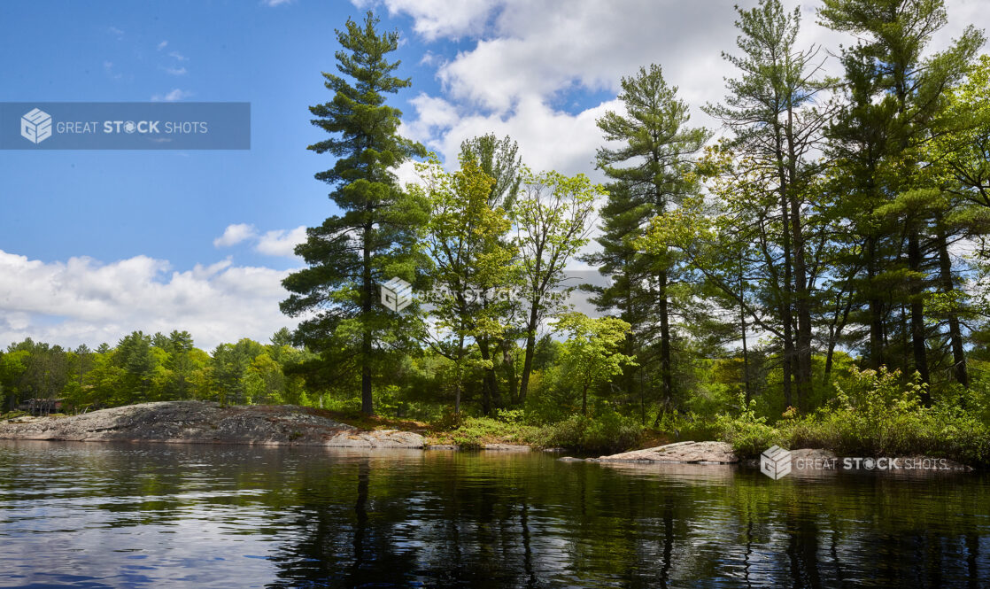 View From a Lake of a Forest of Evergreens and Other Trees in Cottage Country, Ontario, Canada