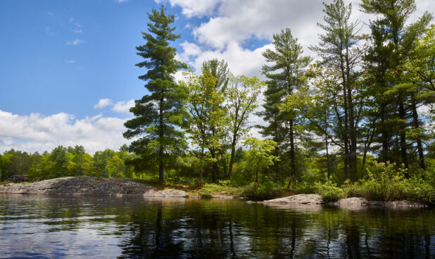 View From a Lake of a Forest of Evergreens and Other Trees in Cottage Country, Ontario, Canada