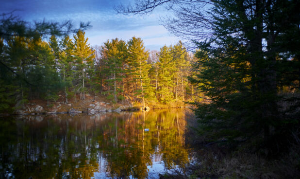 Sunrise Shining on a Forest of Evergreens Reflected in a Serene Lake in Cottage Country in Ontario, Canada