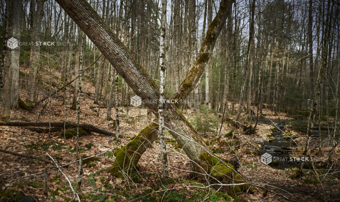 A Forest of Young Trees During Winter in Cottage Country in Ontario, Canada