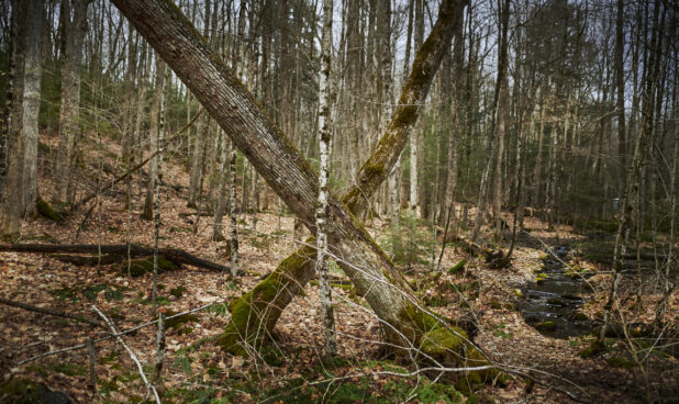 A Forest of Young Trees During Winter in Cottage Country in Ontario, Canada