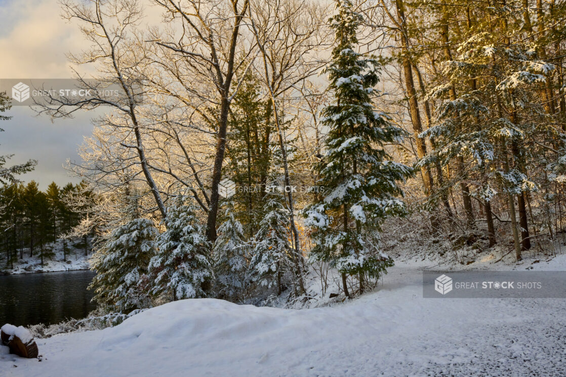 Snowy Landscape with Snow-Covered Pine Trees Near a Lake During Winter in Cottage Country in Ontario, Canada