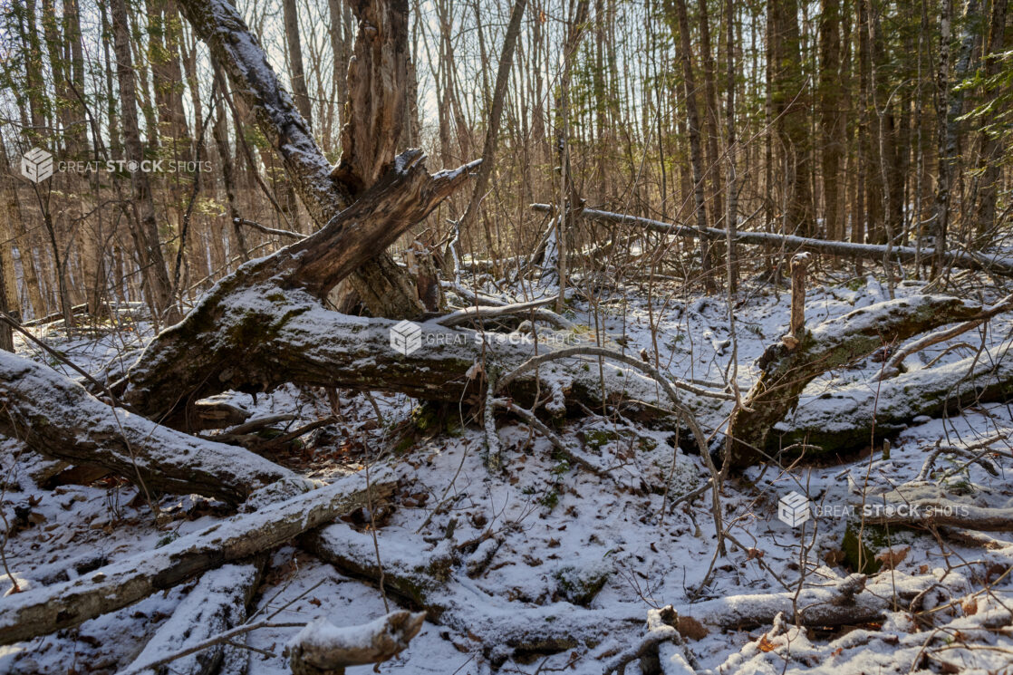 Snow-Covered Dead and Fallen Trees in a Forest During Winter in Cottage Country in Ontario, Canada
