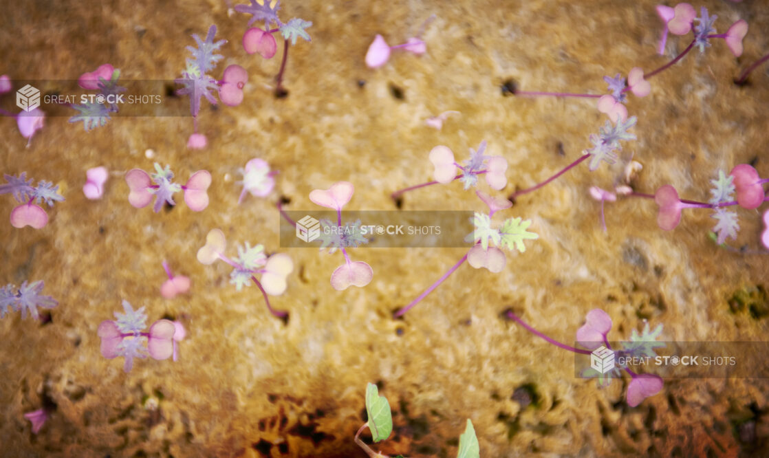 Close Up of Pink Plant Seedlings Growing Out of a Bulbous Tree Trunk