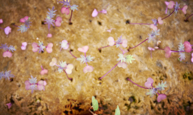 Close Up of Pink Plant Seedlings Growing Out of a Bulbous Tree Trunk