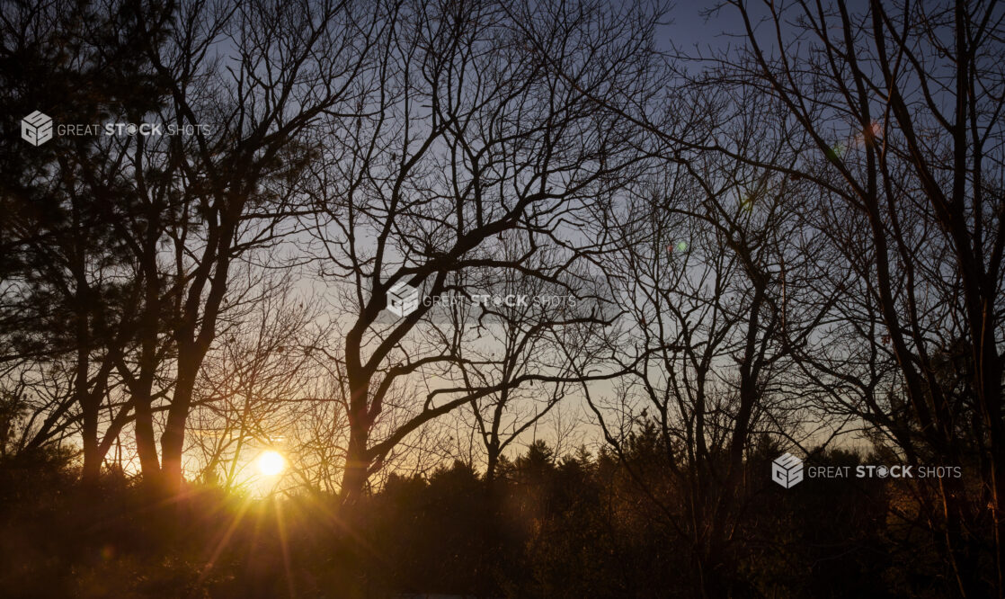 Silhouette of Bare Tree Branches With the Sun Rising in the Background at Wintertime