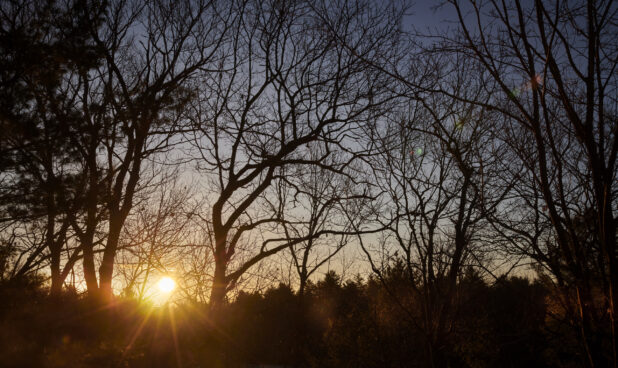 Silhouette of Bare Tree Branches With the Sun Rising in the Background at Wintertime