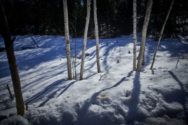 Snowy Landscape with Young Birch Trees During Winter in Cottage Country, in Ontario, Canada