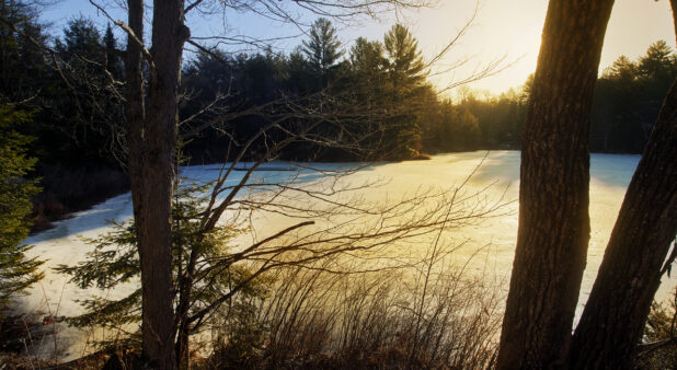 View of a Frozen, Ice-Covered Lake Surrounded by a Forest of Evergreens at Sunset During Winter in Cottage Country, Ontario, Canada