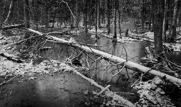 Black and White Shot of a Young Forest and a Frozen Lake During Wintertime in Cottage Country in Ontario, Canada