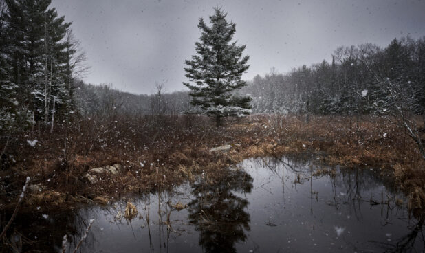 Snow Falling on Snow-Covered Evergreens and a Frozen Pond at Wintertime in Cottage Country in Ontario, Canada