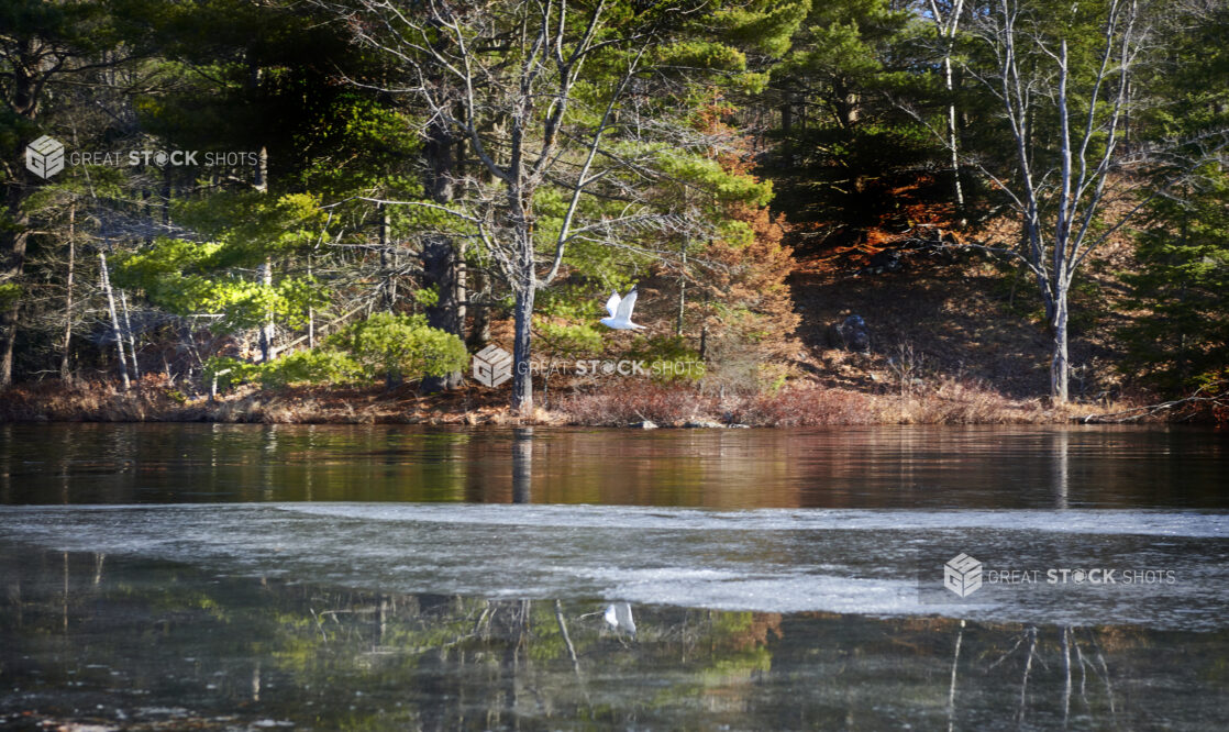 A Seagull Taking Flight Over a Frozen Lake During Winter in Cottage Country in Ontario, Canada