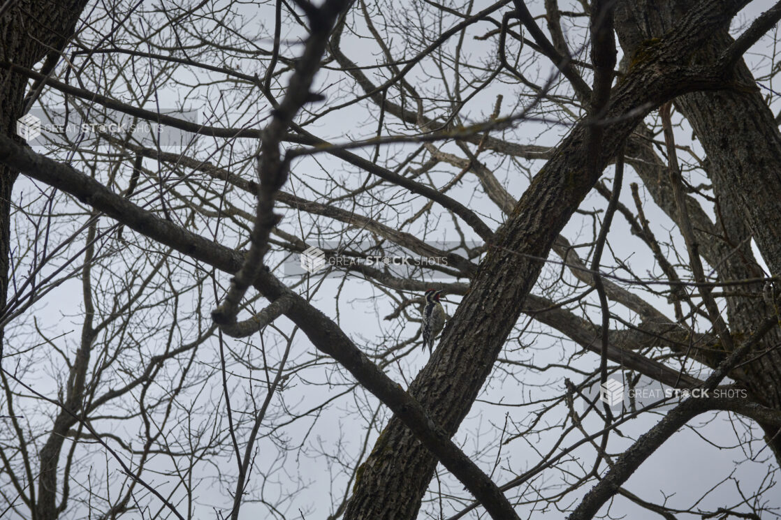 A Woodpecker Amongst a Cluster of Bare Trees Against a Wintery Grey Sky - Variation