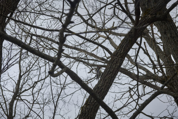 A Woodpecker Amongst a Cluster of Bare Trees Against a Wintery Grey Sky - Variation
