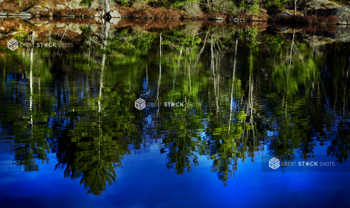 An Evergreen Forest and Blue Sky Reflected on a Lake's Surface in Cottage Country, Ontario, Canada