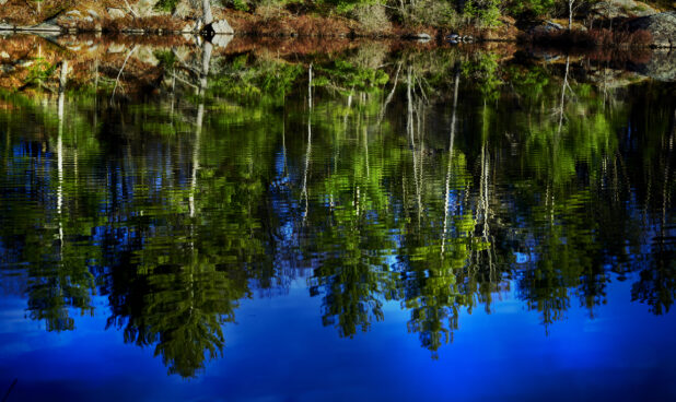 An Evergreen Forest and Blue Sky Reflected on a Lake's Surface in Cottage Country, Ontario, Canada