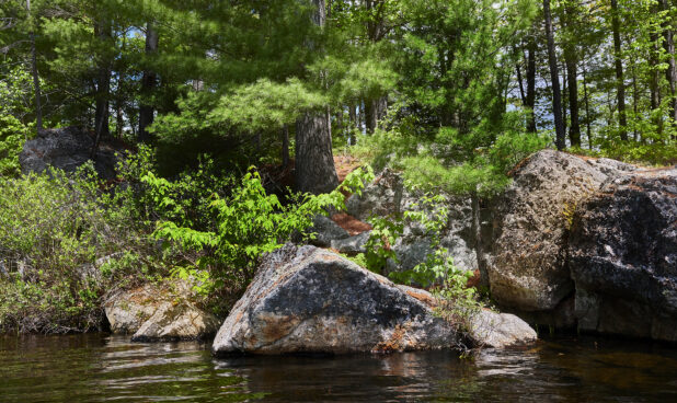 A Boulder and Tree-Line Shore of a Lake in Cottage Country, Ontario, Canada