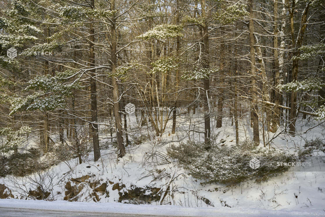 View of a Snow Covered Young Evergreen Forest in Cottage Country, Ontario, Canada - Variation