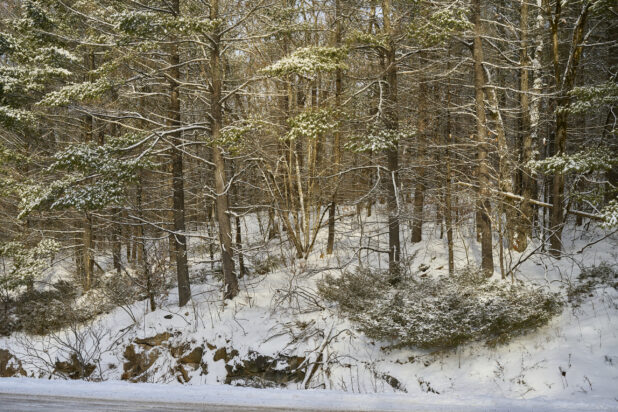 View of a Snow Covered Young Evergreen Forest in Cottage Country, Ontario, Canada - Variation