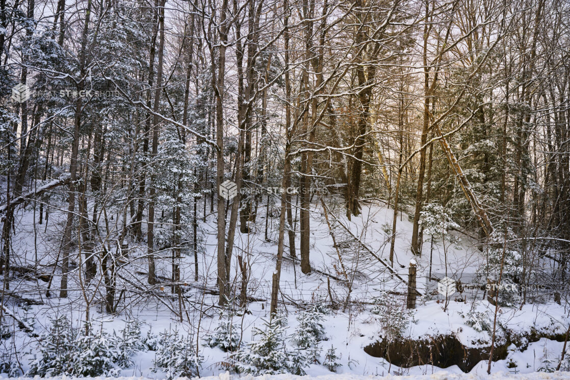 View of a Snow Covered Young Evergreen Forest in Cottage Country, Ontario, Canada – Variation 4