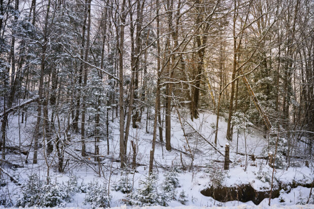 View of a Snow Covered Young Evergreen Forest in Cottage Country, Ontario, Canada – Variation 4