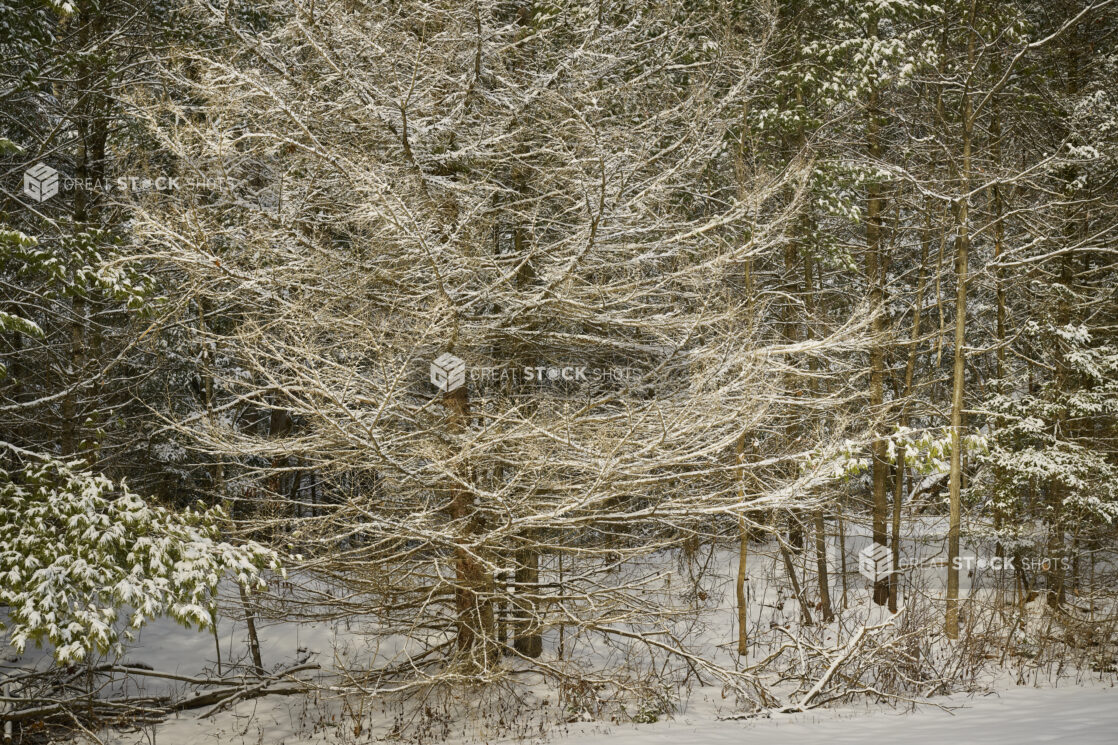 Snow Covered Trees in a Wooded Area in Cottage Country, Ontario, Canada