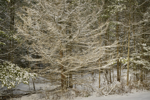 Snow Covered Trees in a Wooded Area in Cottage Country, Ontario, Canada