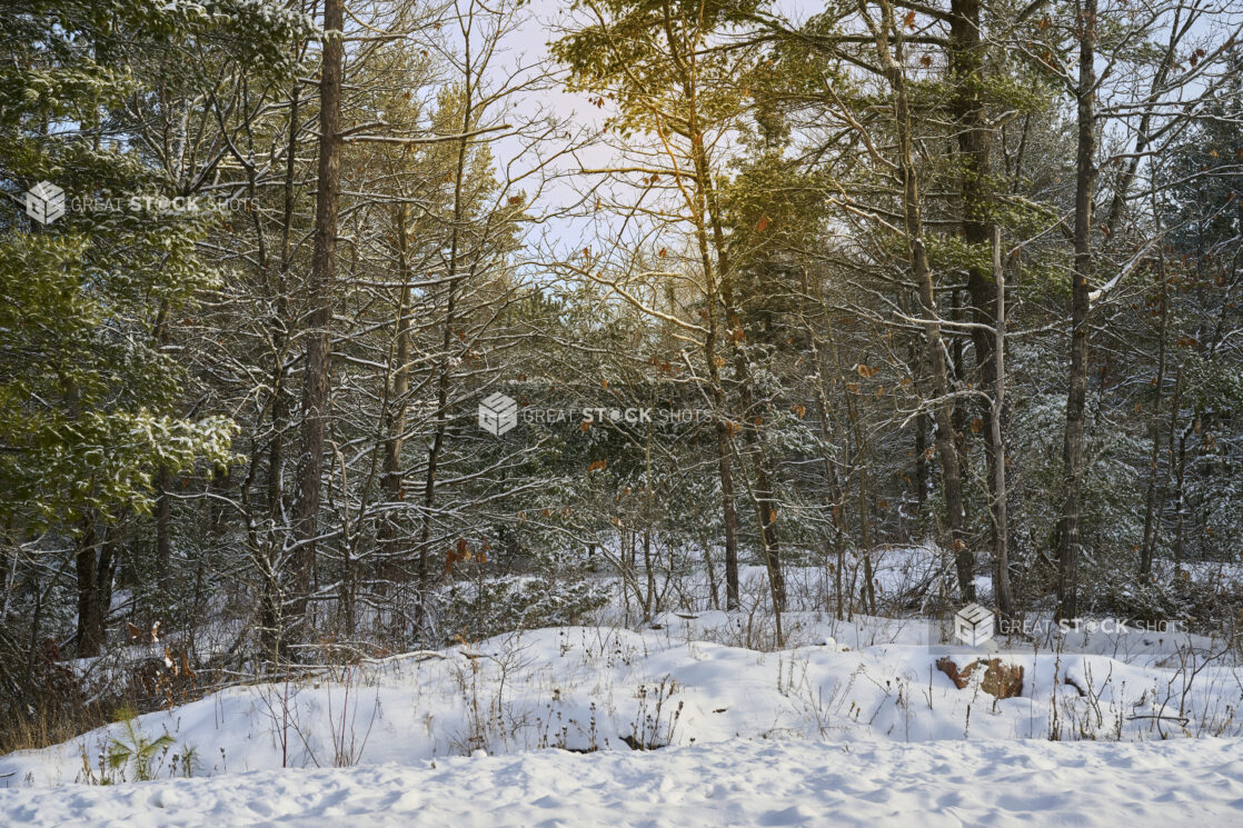 View of a Snow Covered Young Evergreen Forest in Cottage Country, Ontario, Canada