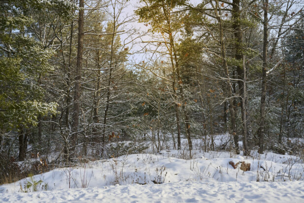 View of a Snow Covered Young Evergreen Forest in Cottage Country, Ontario, Canada