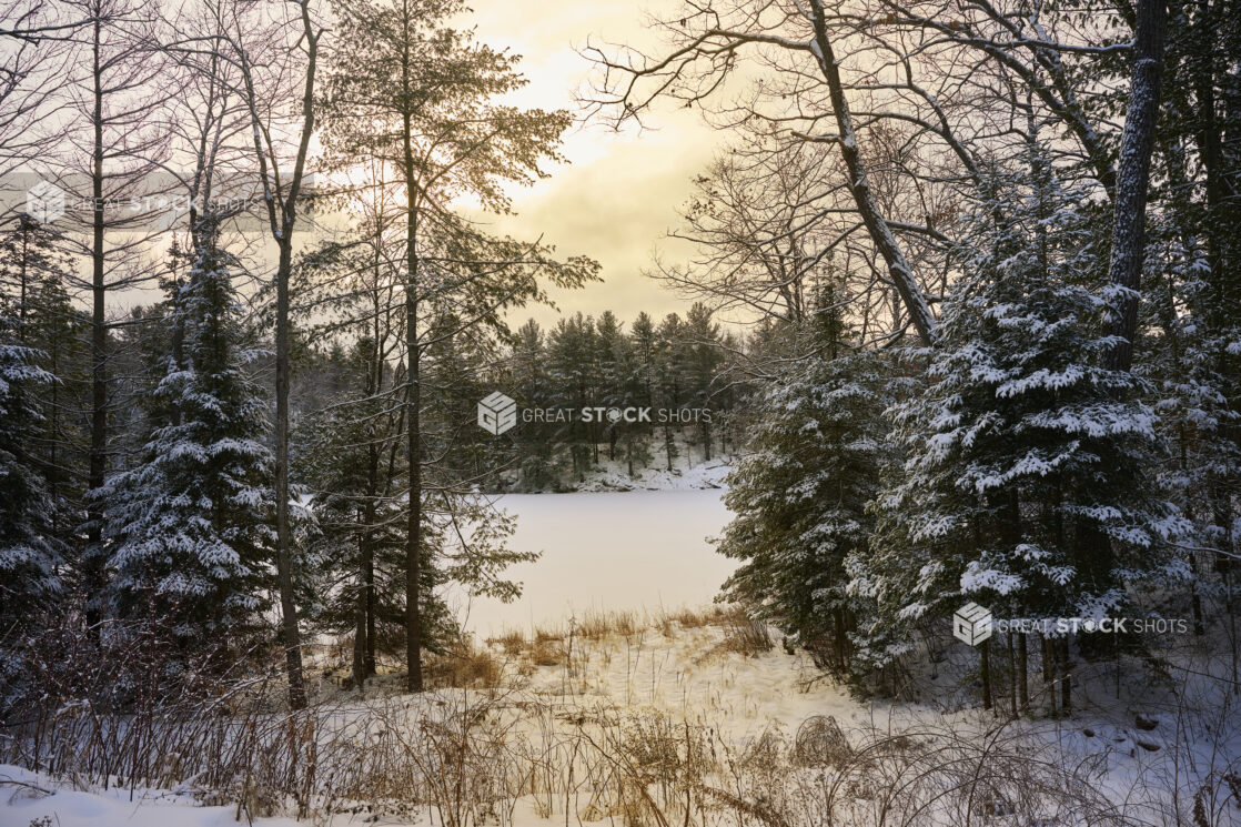 View From Inside a Snow Covered Pine Tree Forest on to a Frozen Lake in Cottage Country, Ontario, Canada