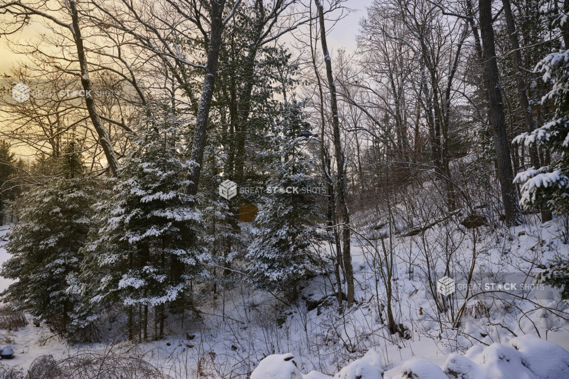 View Up a Snow Covered Wooded Hillside in Cottage Country, Ontario, Canada