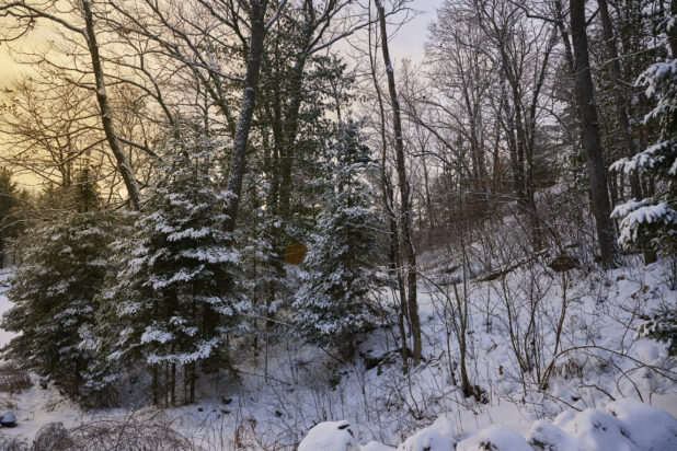 View Up a Snow Covered Wooded Hillside in Cottage Country, Ontario, Canada