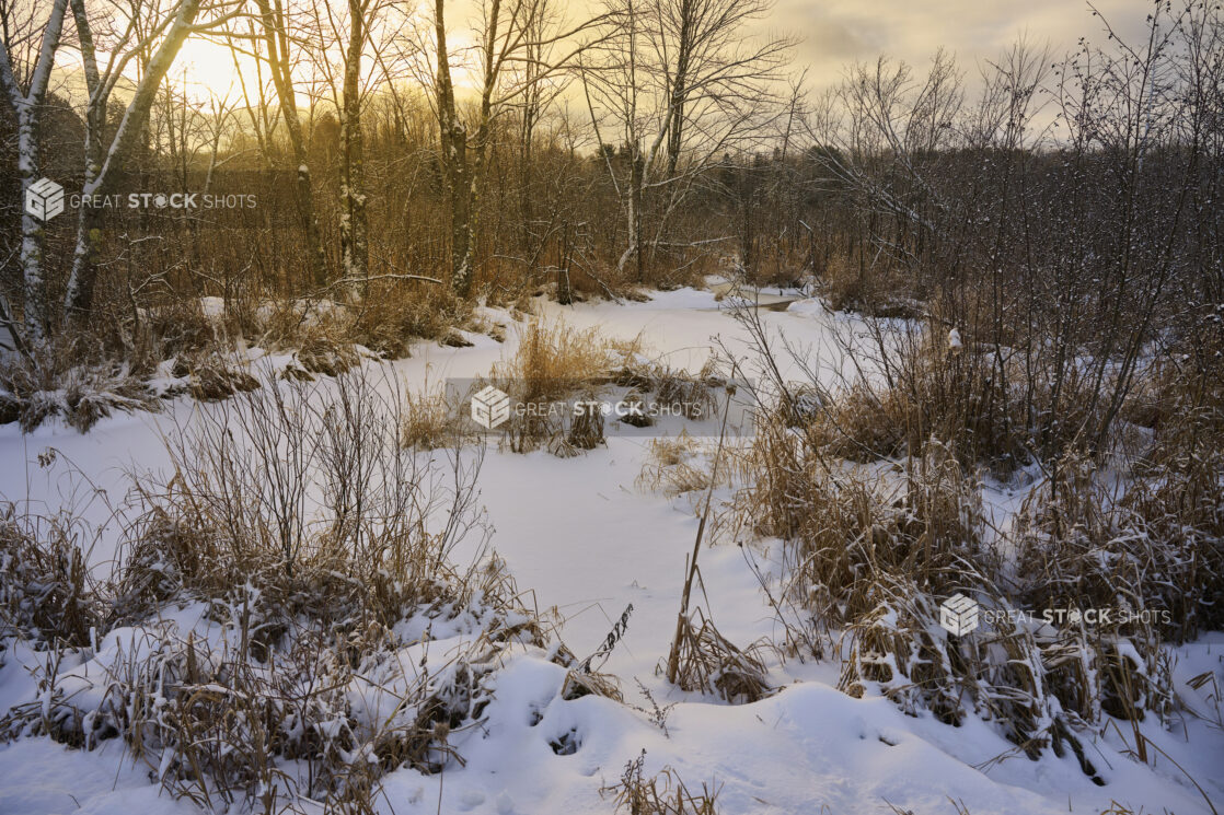 View of a Snow Covered Field with Young Trees on a Winter Morning in Cottage Country, Ontario, Canada