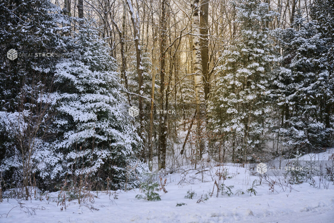 View of a Snow Covered Young Evergreen Forest in Cottage Country, Ontario, Canada – Variation 3