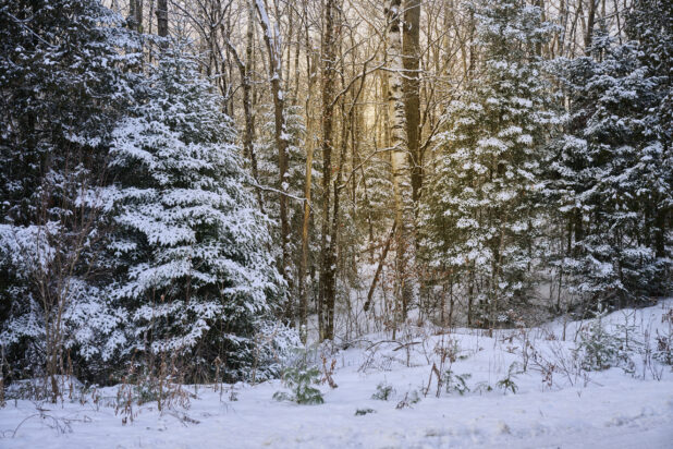 View of a Snow Covered Young Evergreen Forest in Cottage Country, Ontario, Canada – Variation 3