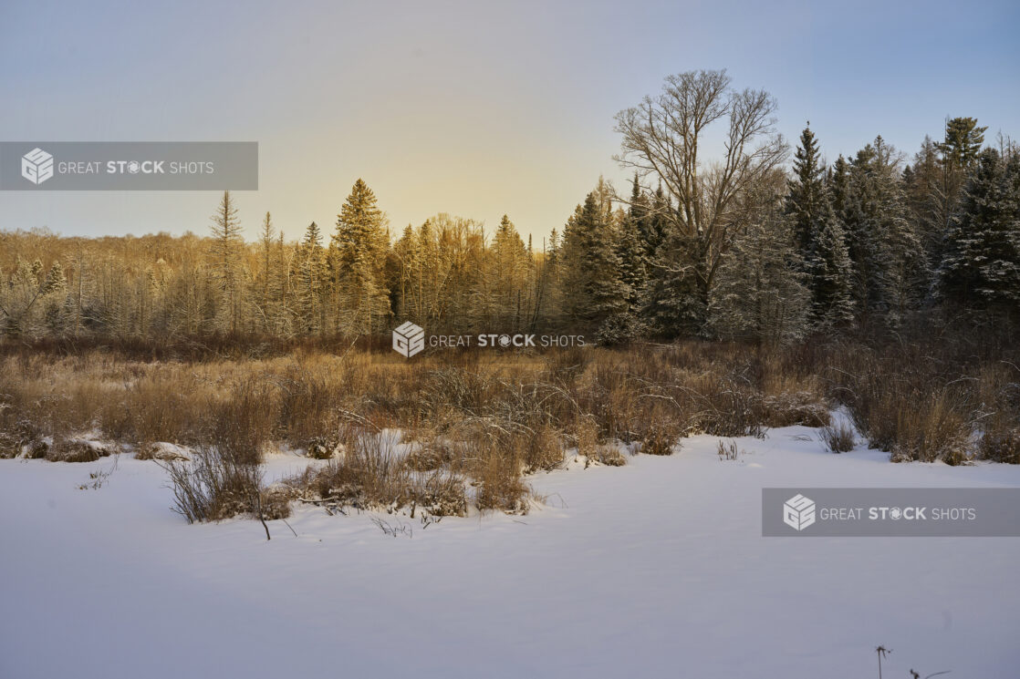 View From a Snow Covered Field to the Edge of an Evergreen Forest During Winter in Cottage Country, Ontario, Canada